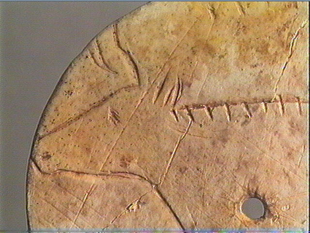 Rondelle (perforé), scapula, contour découpé_2