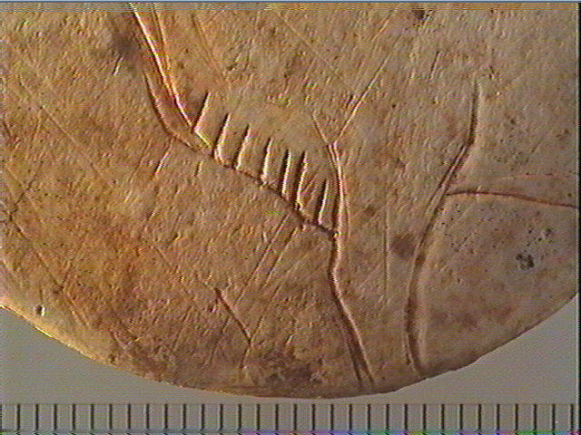 Rondelle (perforé), scapula, contour découpé_3