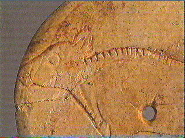 Rondelle (perforé), scapula, contour découpé_4