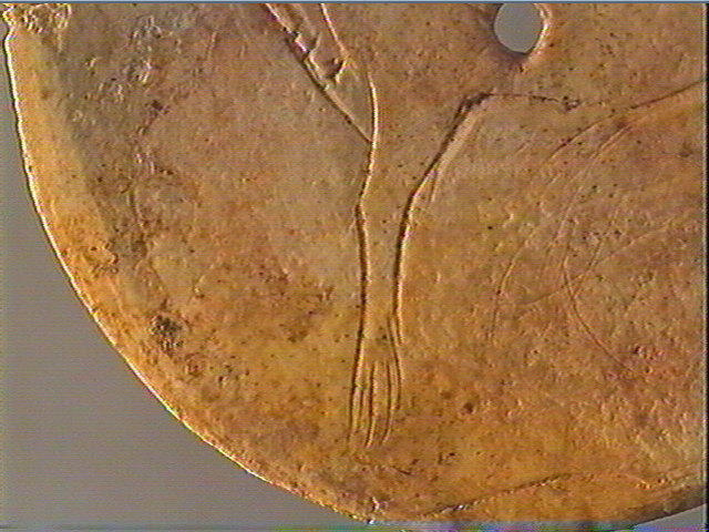 Rondelle (perforé), scapula, contour découpé_5