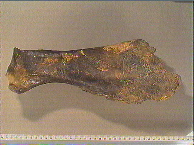 Scapula, omoplate (cheval)_0
