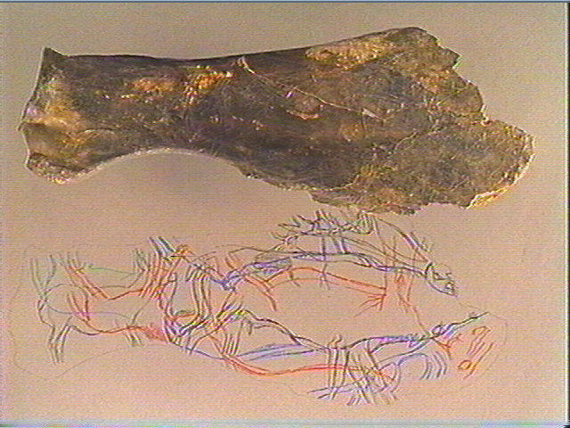 Scapula, omoplate (cheval)_1