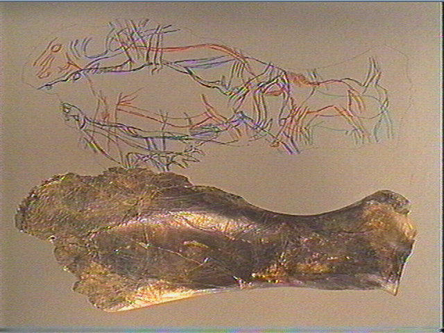 Scapula, omoplate (cheval)_2