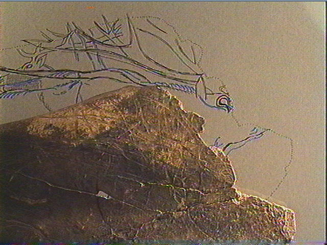 Scapula, omoplate (cheval)_3