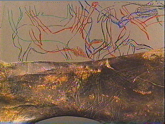 Scapula, omoplate (cheval)_5