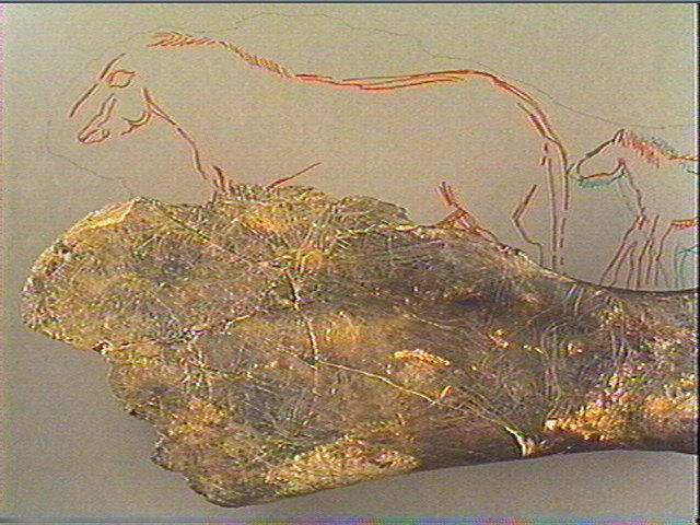 Scapula, omoplate (cheval)_6