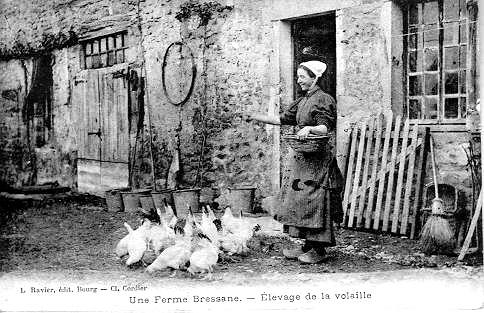 Une Ferme Bressane. - Elevage de la volaille_0