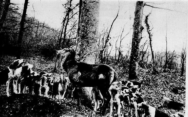 VILLERS-COTTERETS - HALLALI_0