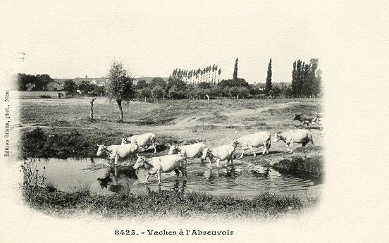 8425 - VACHES A L ABREUVOIR_0