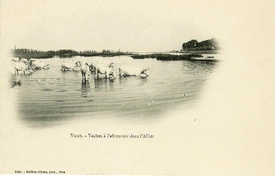 VICHY - VACHES A L'ABREUVOIR DANS L'ALLIER_0