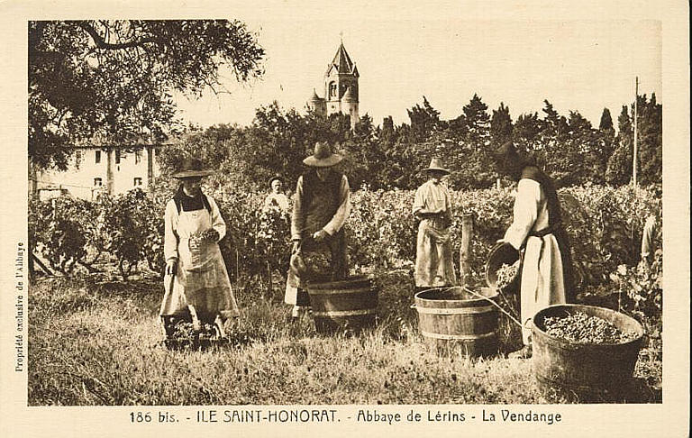 186 BIS. ILE SAINT-HONORAT - ABBAYE DE LERINS - LA VENDANGE_0