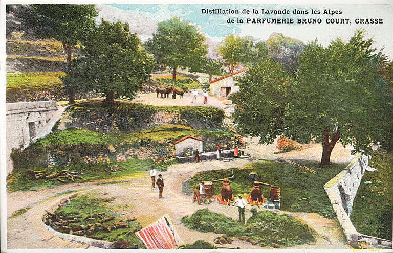 DISTILLATION DE LA LAVANDE DANS LES ALPES / DE LA PARFUMERIE BRUNO COURT, GRASSE_0
