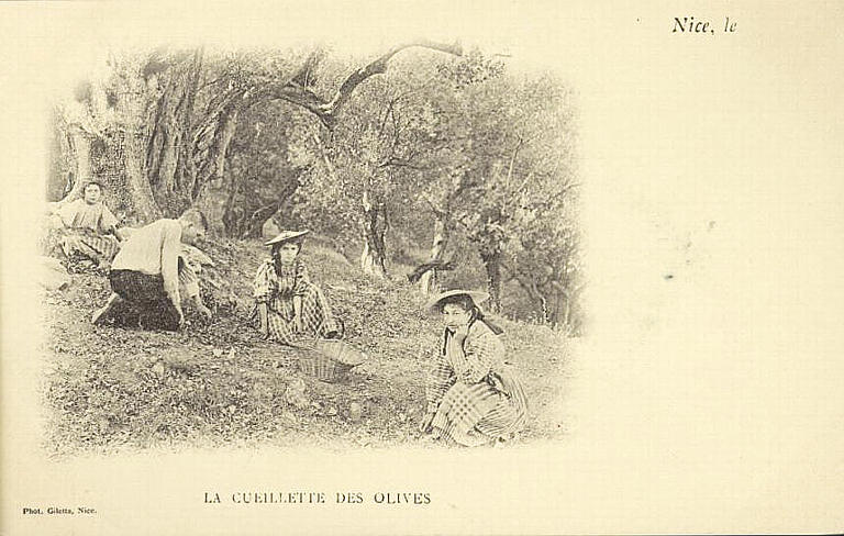 LA CUEILLETTE DES OLIVES_0