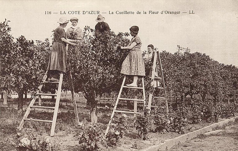 116. LA COTE D'AZUR - LA CUEILLETTE DES FLEURS D'ORANGER_0