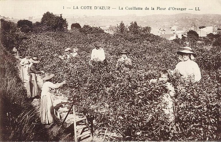 1. LA COTE D'AZUR - LA CUEILLETTE DE LA FLEUR D'ORANGER_0