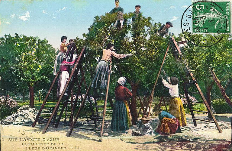 9. SUR LA COTE D'AZUR - CUEILLETTE DE LA FLEUR D'ORANGER_0
