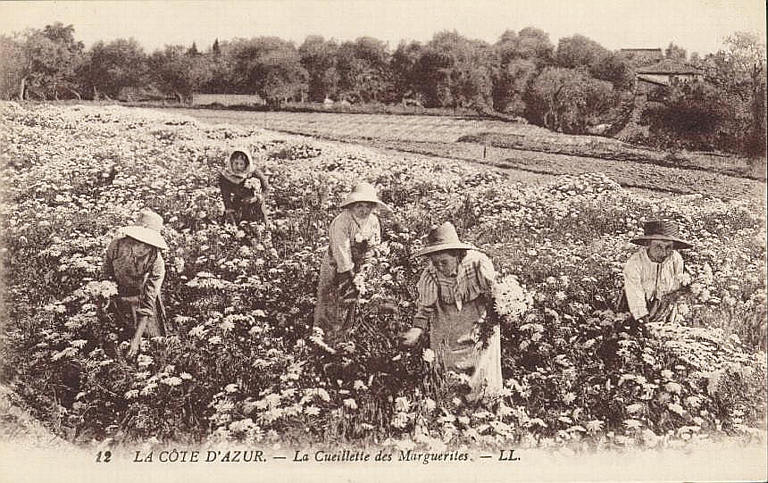 12. COTE D'AZUR - LA CUEILLETTE DES MARGUERITES_0