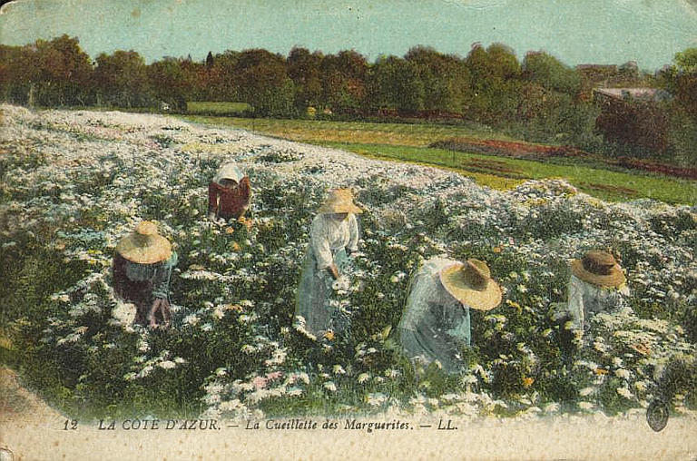 12. LA COTE D'AZUR - LA CUEILLETTE DES MARGUERITES_0