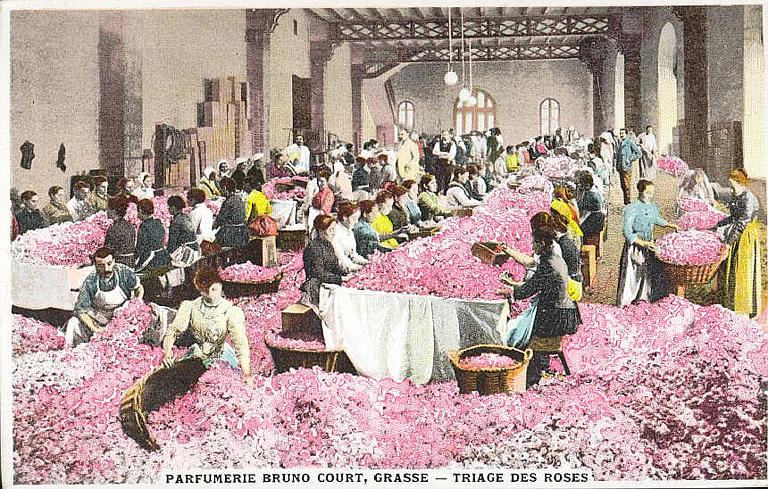PARFUMERIE BRUNO COURT, GRASSE - TRIAGE DES ROSES_0