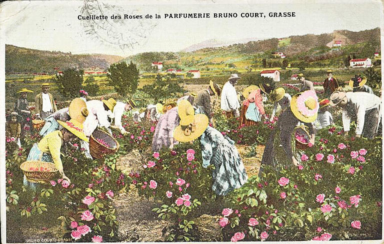 CUEILLETTE DES ROSES DE LA PARFUMERIE BRUNO COURT, GRASSE_0