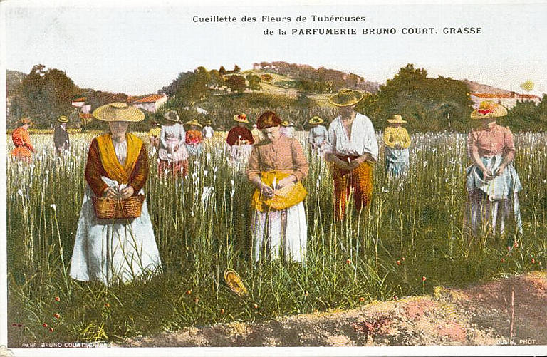 CUEILLETTE DES FLEURS DE TUBEREUSES / DE LA PARFUMERIE BRUNO COURT, GRASSE_0