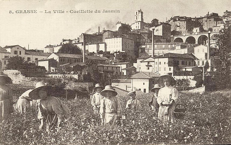 8. GRASSE - LA VILLEE - CUEILLETTE DU JASMIN_0