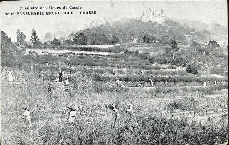 CUEILLETTE DES FLEURS DE CASSIE / DE LA PERFUMERIE BRUNO COURT, GRASSE_0