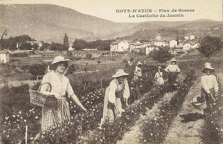 COTE D'AZUR - PLAN DE GRASSE - LA CUEILLETTE DU JASMIN_0