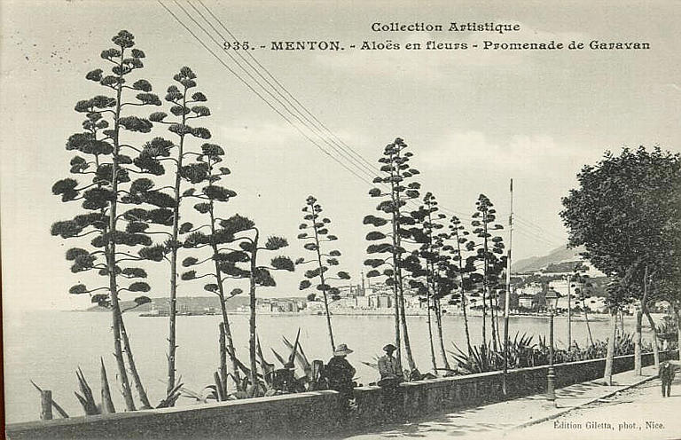 COLLECTION ARTISTIQUE / 935 - MENTON - ALOES EN FLEURS - PROMENADE DE GARAVAN_0