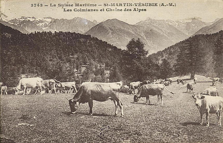 3743 - LA SUISSE MARITIME - ST-MARTIN-VESUBIE (A.-M.) / LES COMIANES ET CHAINE DES ALPES_0