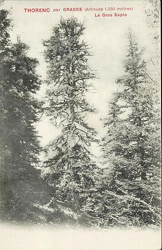 THORENC PAR GRASSE (ALTITUDE 1250 METRES) - LE GROS SAPIN_0