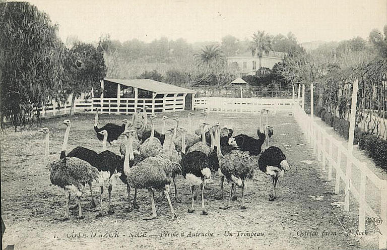 1 COTE-D'AZUR - NICE - FERME D'AUTRUCHE - UN TROUPEAU_0