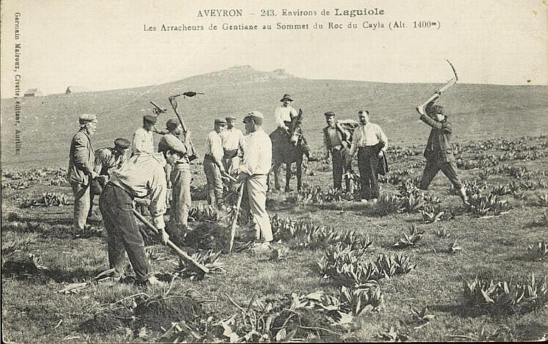 ARRACHEURS DE GENTIANE_0