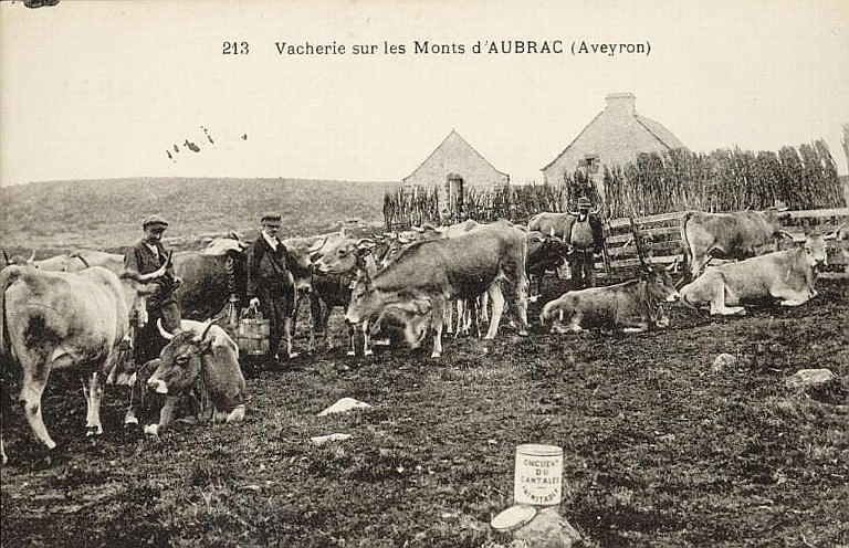 213 - VACHERIE SUR LES MONTS D'AUBRAC (AVEYRON)_0