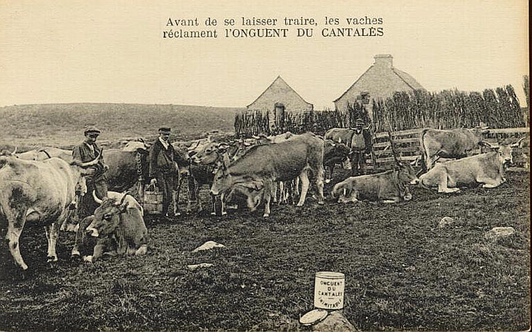 AVANTDE SE LAISSER TRAIRE, LES VACHES RECLAMENT L'ONGUENT DU CANTALES_0