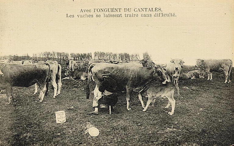 AVEC L'ONGUENT DU CANTALES, LES VACHES SE LAISSENT TRAIRE SANS DIFFICULTE_0
