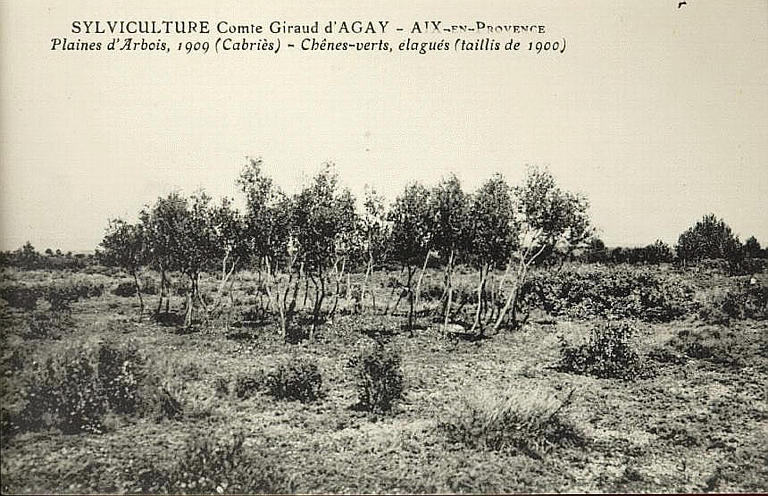 SYLVICULTURE COMTE GIRAUD D'AGAY - AIX-EN-PROVENCE - PLAINES D'ARBOIS, 1909 (CABRIES ) - CHENES-VERTS, ELAGUES (TAILLIS DE 1900)_0