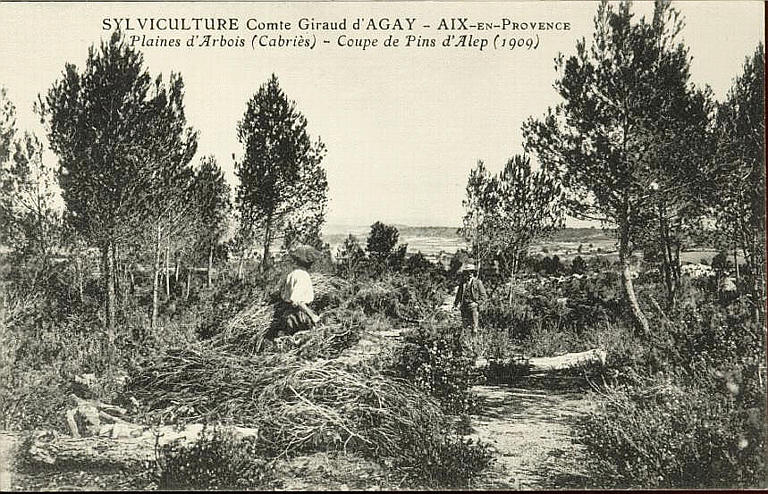 SYLVICULTURE COMTE GIRAUD D'AGAY - AIX-EN-PROVENCE - PLAINES D'ARBOIS, 1909 (CABRIES ) - COUPE DE PINS D'ALEP (1909)_0