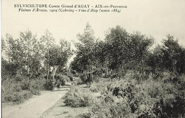 SYLVICULTURE COMTE GIRAUD D'AGAY - AIX-EN-PROVENCE - PLAINES D'ARBOIS, 1909 (CABRIES ) - PINS D'ALEP (SEMIS 1884)_0