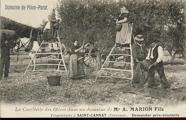 DOMAINE DE PILON-PARAT - LA CUEILLETTE DES OLIVES DANS UN DOMAINE DE MR A. MARION FILS PROPRIETAIRE A SAINT-CANNAT (PROVENCE)_0