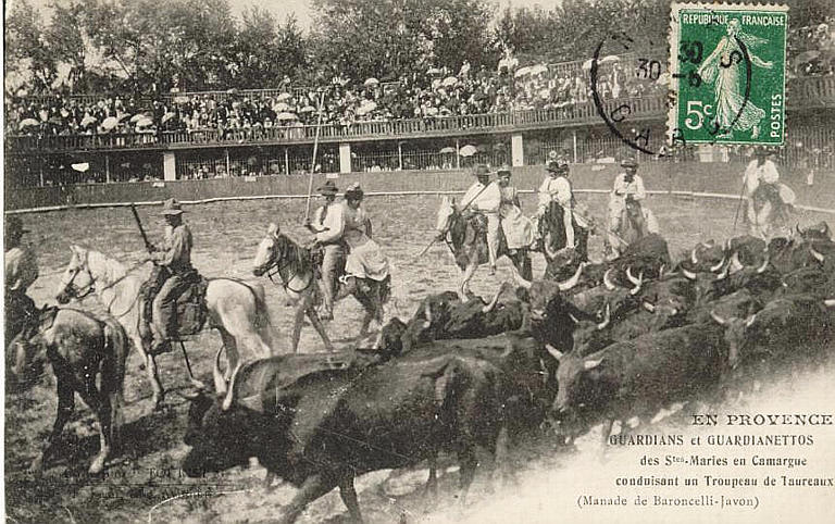 EN PROVENCE - GUARDIANS ET GUARDIANETTOS DES STES-MARIES EN CAMARGUE CONDUISANT UN TROUPEAU DE TAUREAUX_0