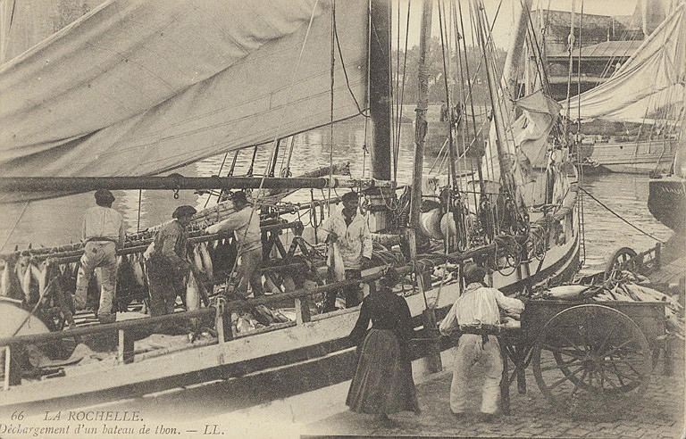 66 LA ROCHELLE - DECHARGEMENT D'UN BATEAU DE THON_0