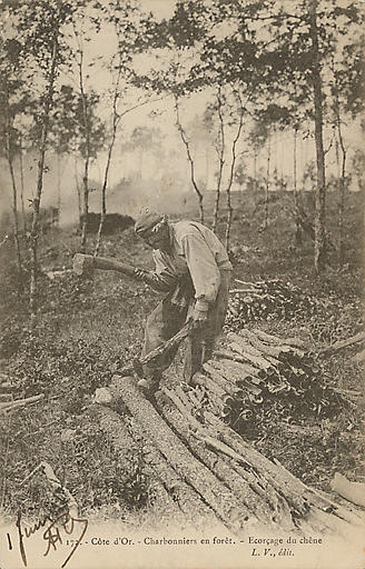 172. - COTE-D'OR. - CHARBONNIERS EN FORET - ECORCAGE DU CHENE_0