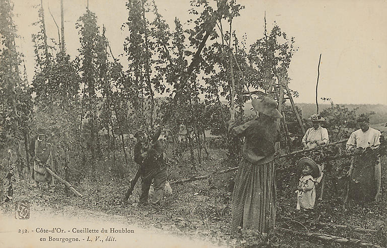 152. - COTE-D'OR. - CUEILLETTE DU HOUBLON EN BOURGOGNE_0