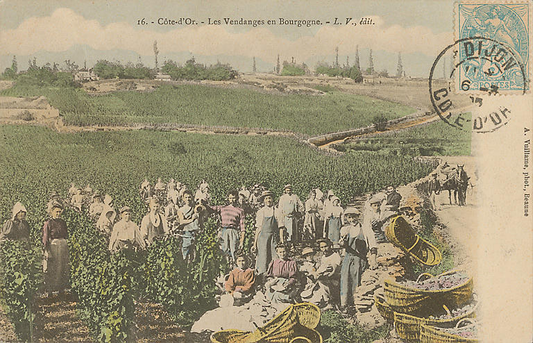 16. - COTE-D'OR. LES VENDANGES EN BOURGOGNE_0