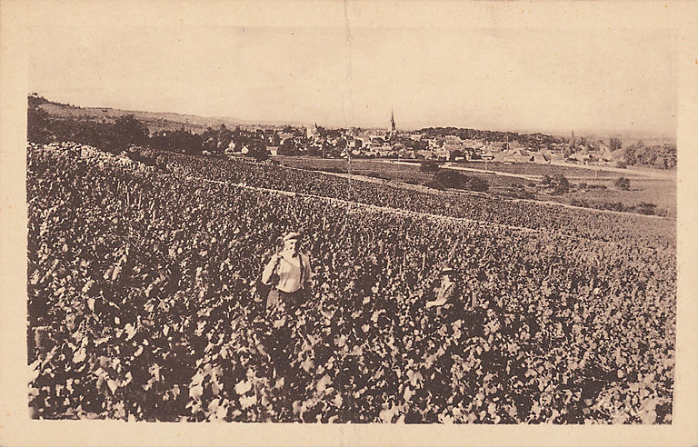 MEURSAULT ET LA COTE DES VINS_0