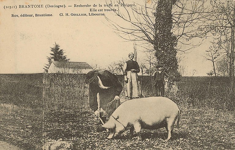 (10321) - BRANTOME (DORDOGNE) - RECHERCHE DE LA TRUFFE EN PERIGORD. ELLE EST TROUVEE_0