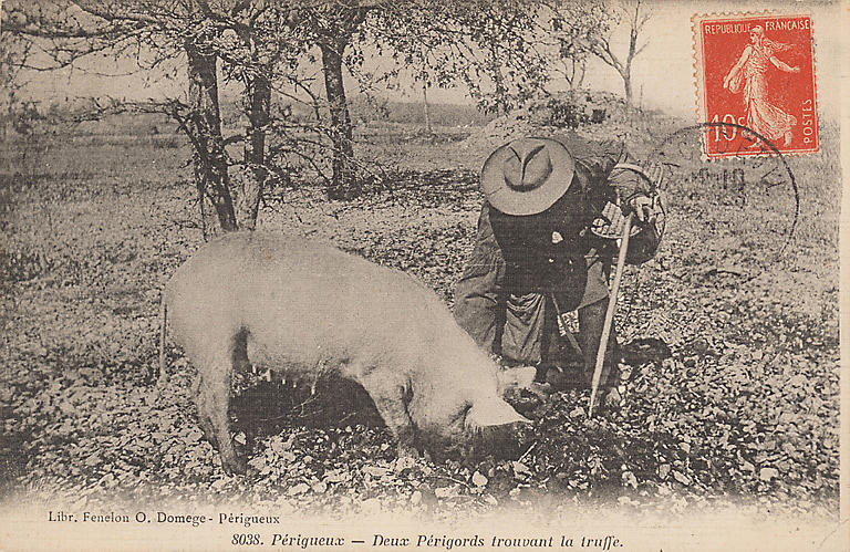 8038. PERIGUEUX - DEUX PERIGORDS TROUVANT LA TRUFFE_0