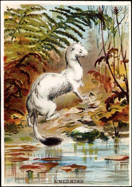 L'HERMINE (titre inscrit)_0