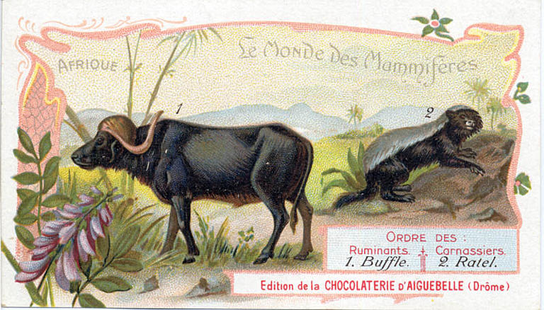Le Monde des Mammifères (titre inscrit)_0